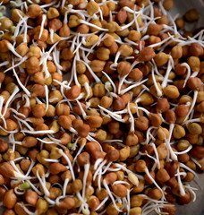 Sprouted Pulses,Sprouted Green Gram