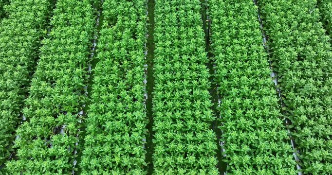 Green stem lettuce crops in garden