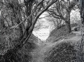 
through the ghost forest to the beach of the Baltic Sea