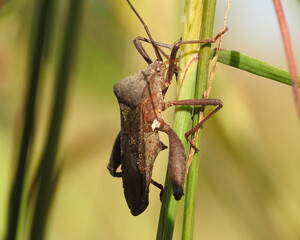 Leaf-footed bug (Mictis longicornis) on a plant