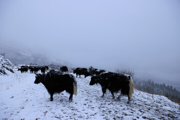 Tibet yaks in snow winter high altitude mountains
