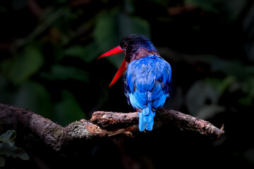 Javan Kingfisher