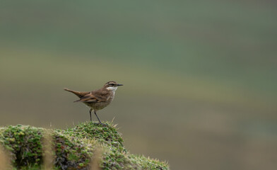 Stout-billed cinclodes bird in its natural habitat in the equatorial forest.
