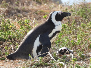 Close-up of playful penguins at Boulders Beach, South Africa, showcasing their unique black and white feathers. The natural setting highlights their charming expressions and lively behavior.
