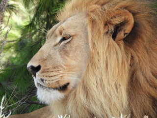 Close-up of a majestic male lion, highlighting its powerful gaze and detailed mane. The golden...