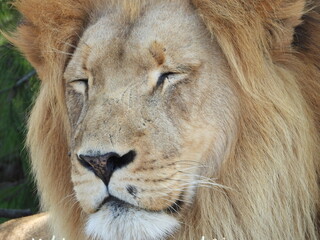 Close-up of a majestic male lion, highlighting its powerful gaze and detailed mane. The golden...