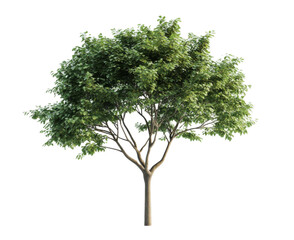Obraz premium Majestic Green Tree in Nature , isolated on white background png