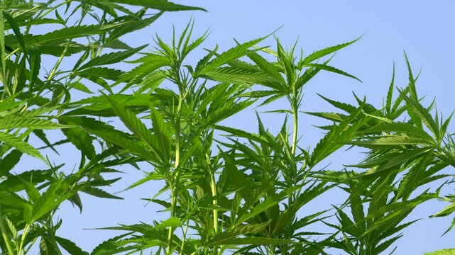 Young ganja cannabis outdoor field  control drug for thc oil medical purpose