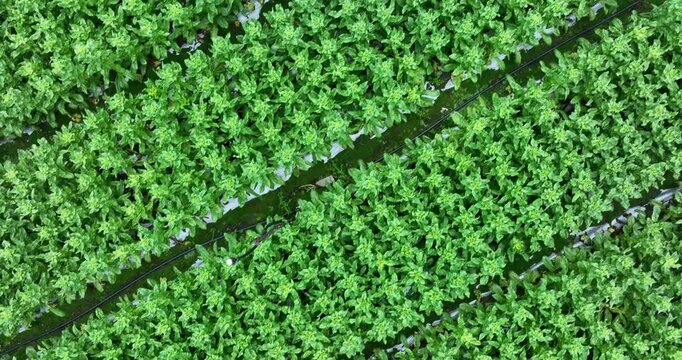 Green stem lettuce crops in garden