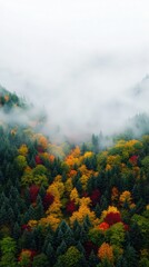 Fototapeta premium A forest with trees in various colors of leaves, including red, yellow