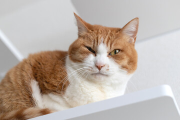 Orange and tabby cat sitting on the wall catwalk