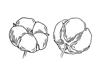 A set of fluffy buds on a cotton branch is drawn with lines, isolated on a white background. Vector graphics of a simple drawing. Cotton flower is a material for making textiles.