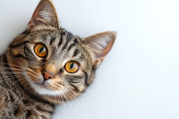 Fototapeta premium A playful cute striped kitten lies on a white background