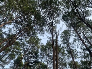 Fototapeta premium trees in the forest