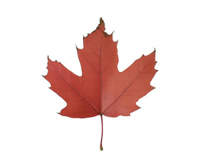 Obraz premium Stunning Autumn Maple Leaf , isolated on white background