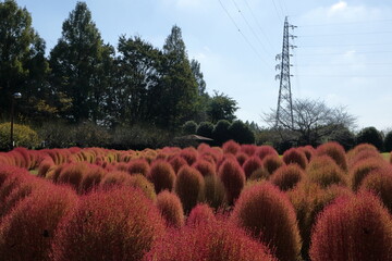 日本　埼玉の風景
