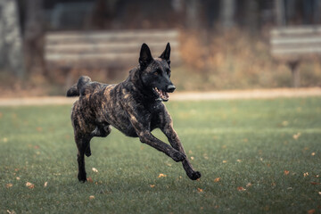 A black dog running across a lush green field