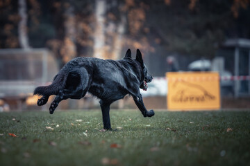 A black dog running across a lush green field