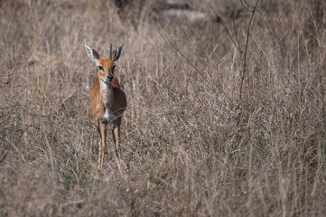Male Steenbok with one horn standing motionless in the long grass