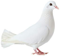 Obraz premium Elegant White Dove Portrait