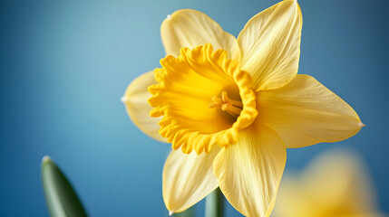 Obraz premium A single daffodil with a bright yellow trumpet and soft white petals, standing out against a clear blue sky.