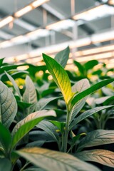Obraz premium Close up shot of green leafy plants growing under artificial lights in a hydroponic greenhouse.