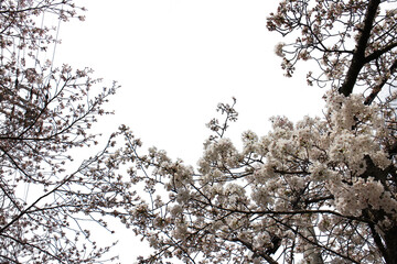 桜　満開の木　切り抜き