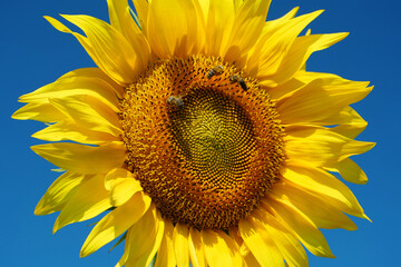 Field of beautiful sunflowers with many bees working. Bees are hard at work