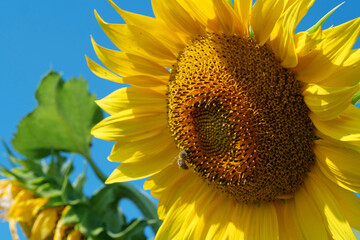 Bees works on beautiful yellow sunflower on the field
