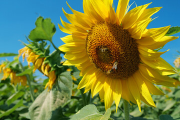 Bees works on beautiful yellow sunflower on the field