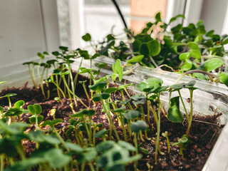 Delicate seedlings emerge from rich soil in container on bright windowsill, nature and environment, home garden. Decorative design element for gardening and growing