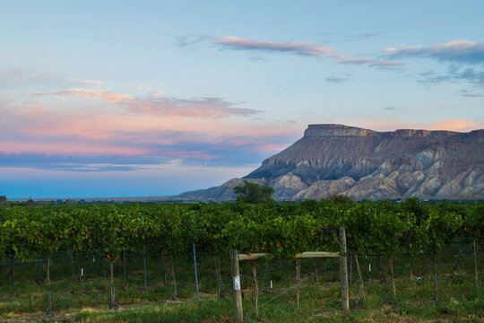 Mt Garfield Sunrise on the Palisade Colorado Vineyards