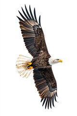 Obraz premium 독수리