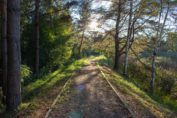 Obraz premium Forest Path with Trees and Concrete Edges