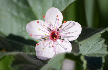 Flor sakura cerezo primavera naturaleza