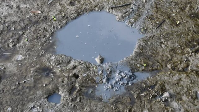 A mudskipper rests in a shallow waterhole on wet, muddy terrain, showcasing its unique amphibious nature