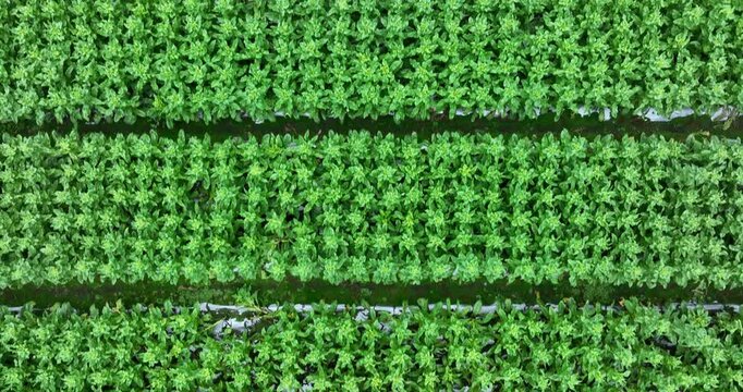 Green stem lettuce crops in garden