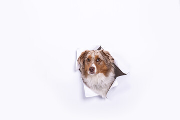 interessierter Hund hinter Leinwand mit Platz für Notitzen