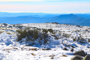 Green vegetation emerging through white snow, with mountains in the background