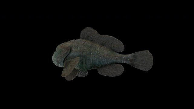 Blobfish isolated on transparent background, Blobfish rotates around itself 360 degrees in a loop. Camera front view with transparent background. Ready to use drag and drop immediately.