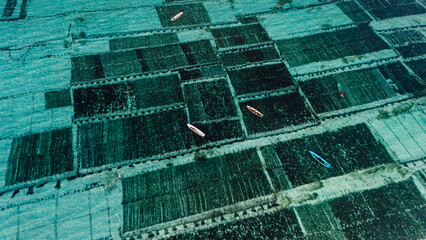 Collecting seaweed at the marine farm of Lembongan island in Indonesia.