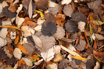 Fototapeta premium autumn leaves in the park