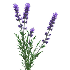 Obraz premium Lavender Lavandula angustifolia with fragrant purple flowers clustered on long slender stems evoking a sense