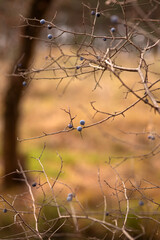barbed wire on the grass