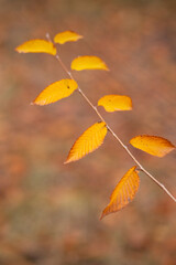 Obraz premium autumn leaves in the park