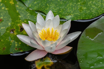 Water lily with white petals and yellow center covered in water droplets