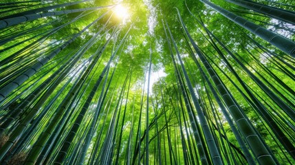 Obraz premium Serene Bamboo Forest Filled with Towering Slender Stalks and Lush Greenery Tranquil natural landscape with a dense verdant canopy