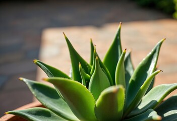 Green leaves of a plant against a blurred background