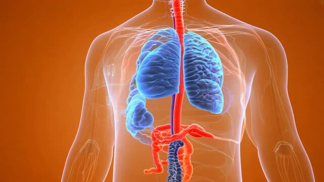 Human Anatomy: A 3D Visualization of the Respiratory and Digestive Systems