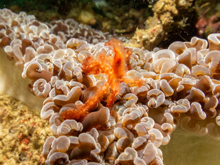 An Orangutan crab, Achaeus japonicus, on a sea anemone in Puerto Galera, Philippines. This is a species of Inachidae, spider crabs, or decorator crabs